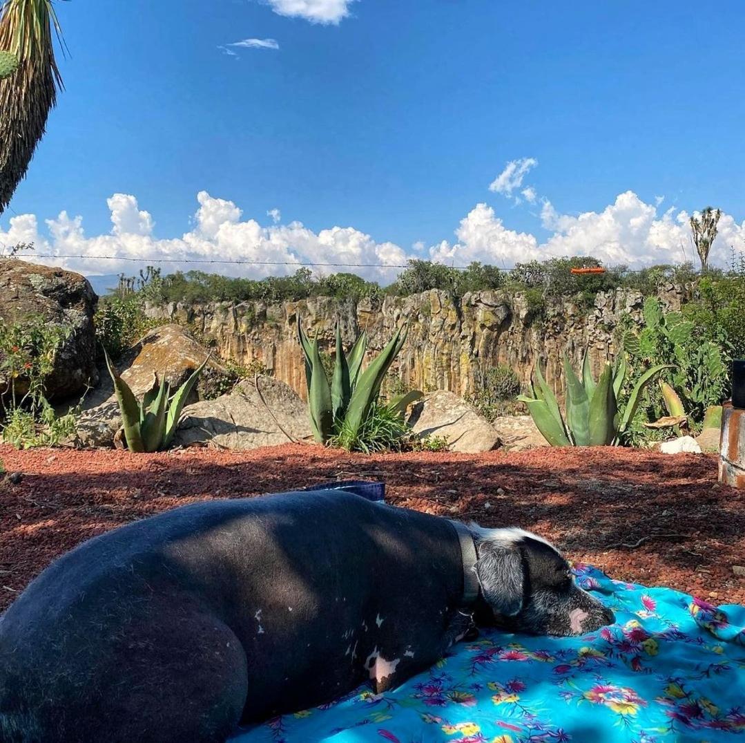 El Gato Glamping Con Vista A Prismas Basalticos Hotell Huasca de Ocampo Exteriör bild