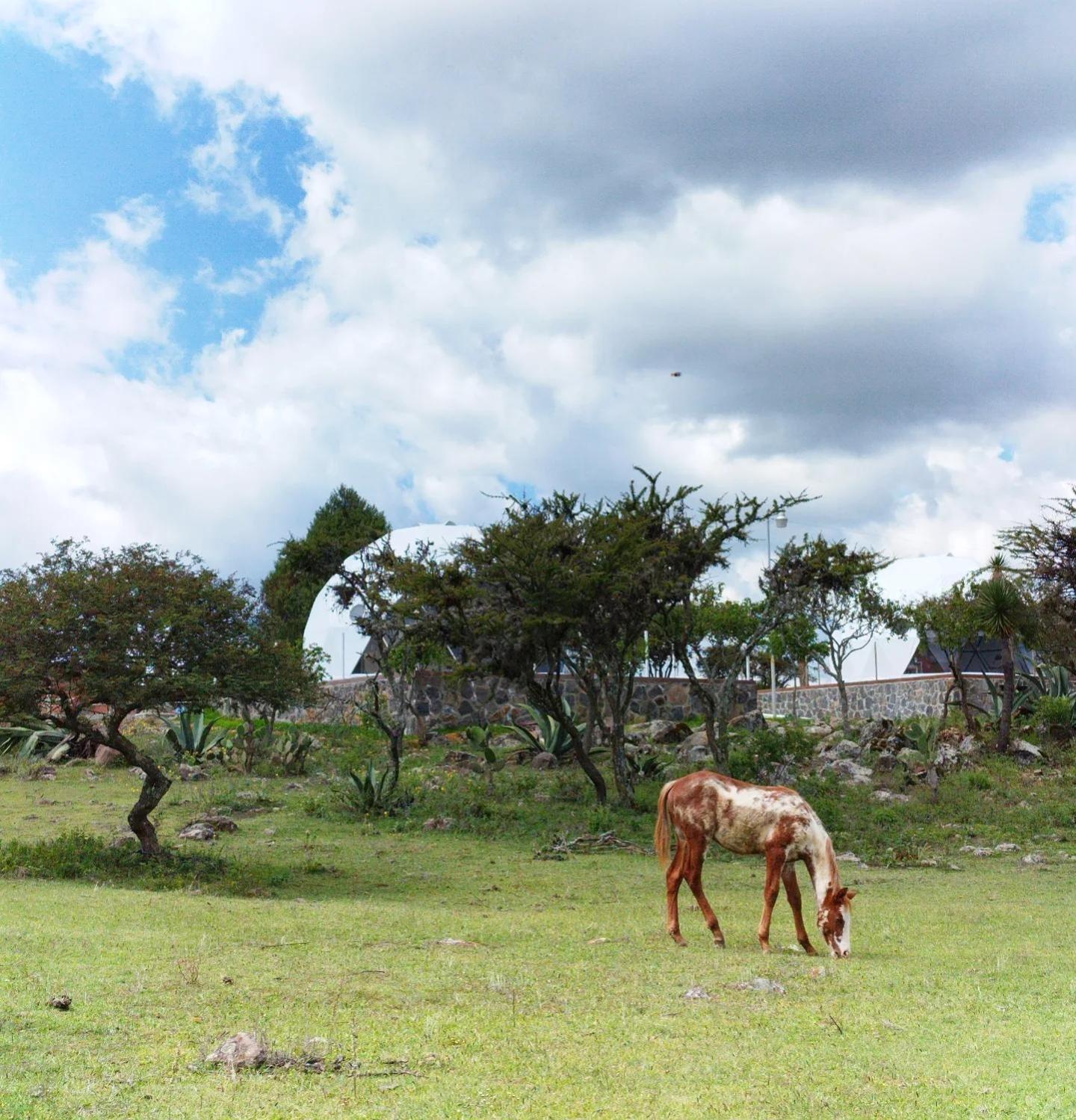 El Gato Glamping Con Vista A Prismas Basalticos Hotell Huasca de Ocampo Exteriör bild