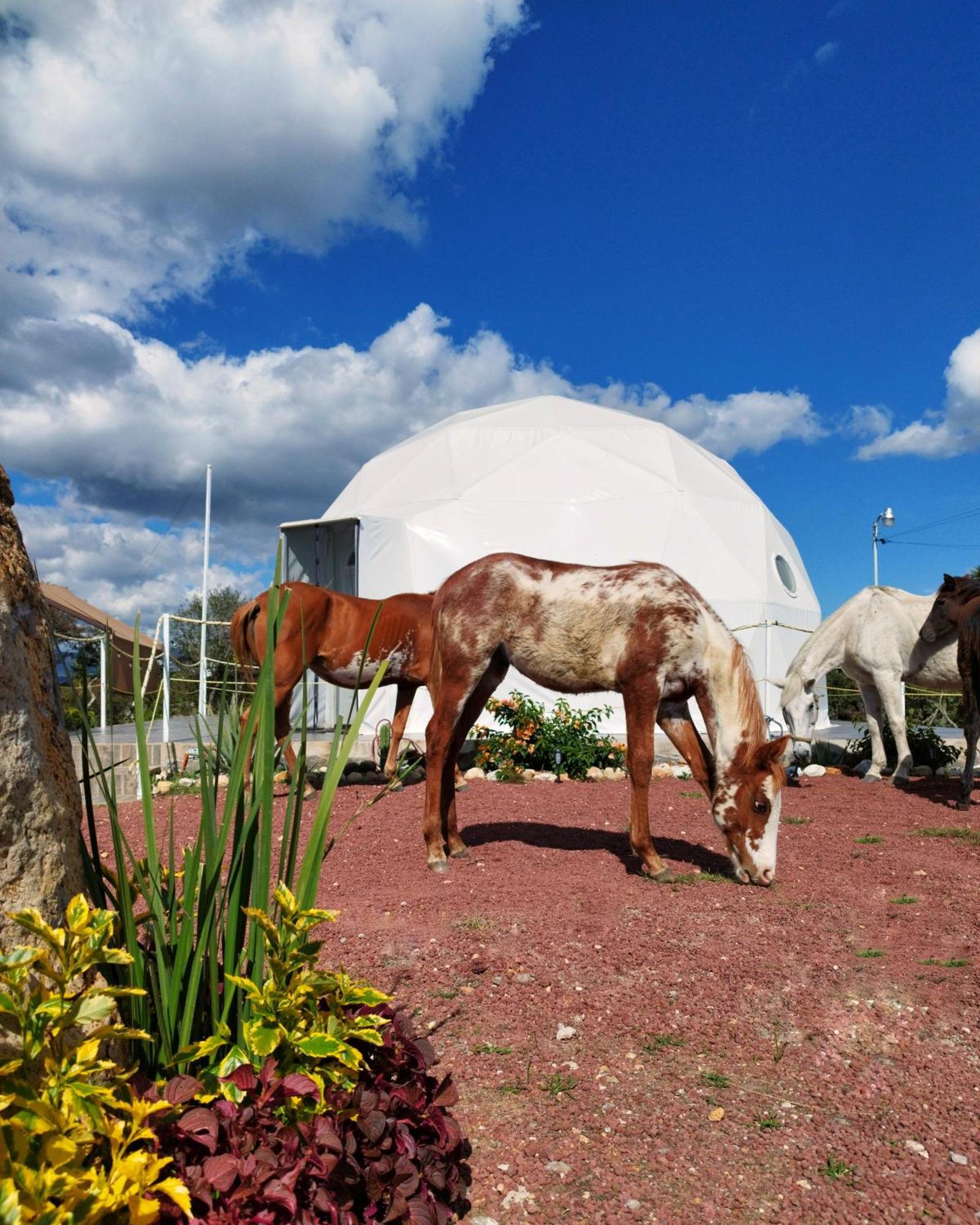 El Gato Glamping Con Vista A Prismas Basalticos Hotell Huasca de Ocampo Exteriör bild
